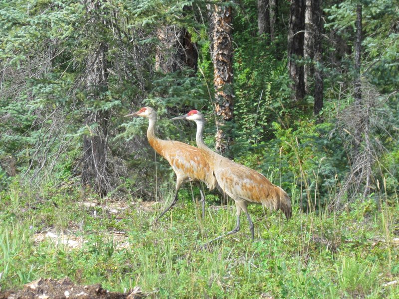 Sandhill Cranes