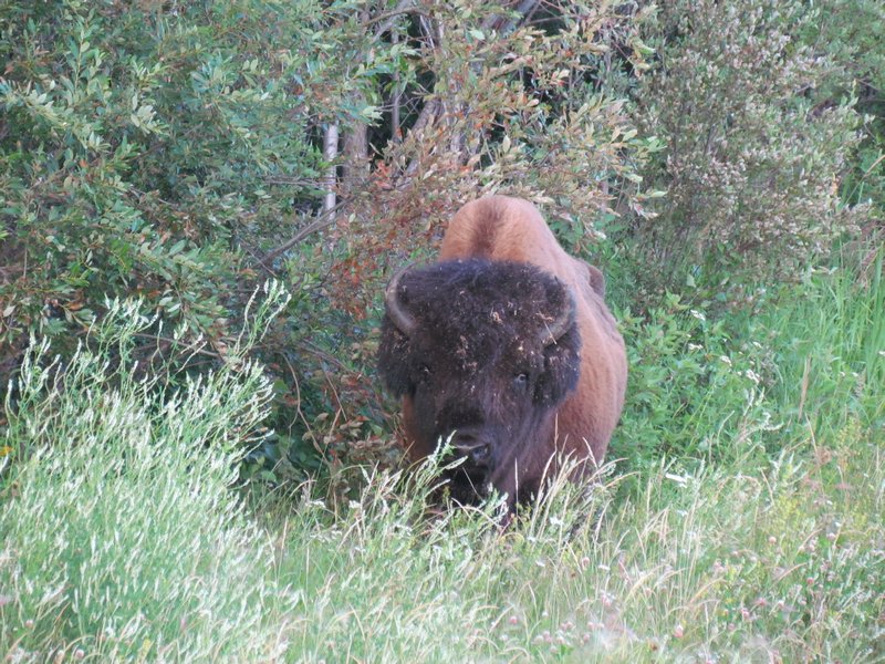 The First Bison of the Ferry