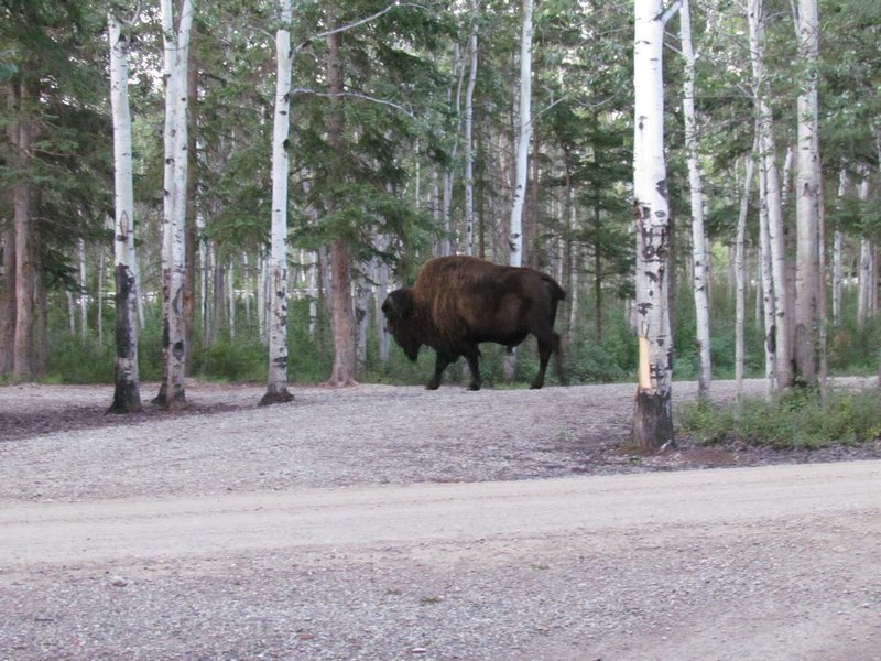 This Bison Took a Wrong Turn into the Park