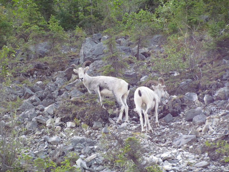 Stone Sheep at Muncho Lake Provincial Park