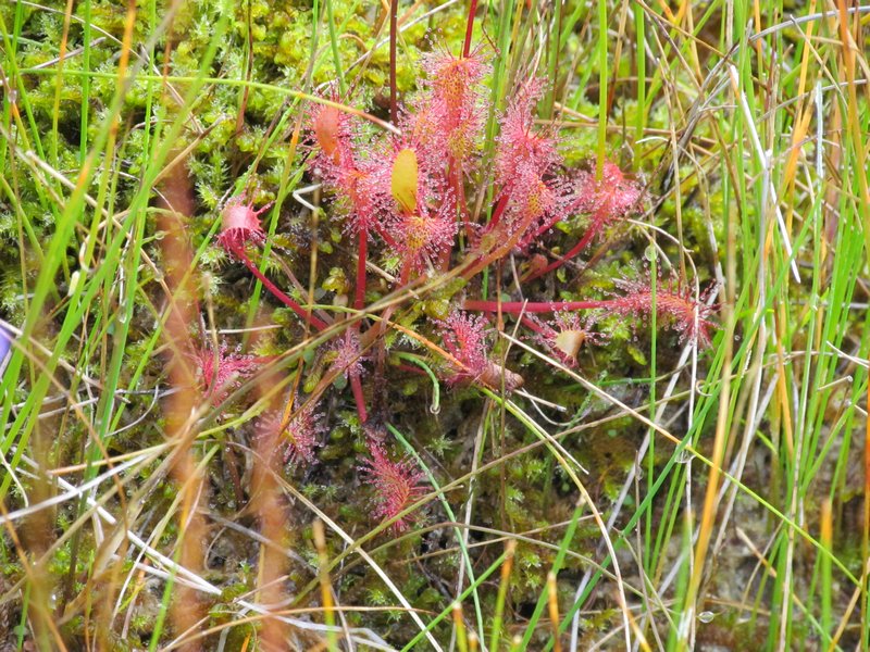 More Sundews on the walk out