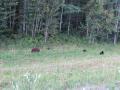 Female Bear and 3 Cubs