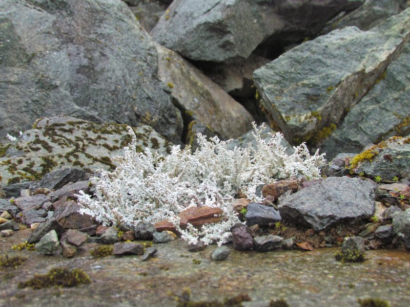 Some Type of Lichen Plant