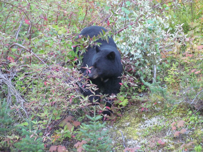 Black Bear On The Cassiar