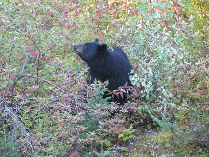 Black Bear On The Cassiar