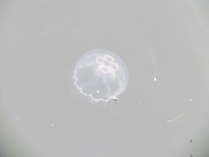 Jelly Fish At The Dock