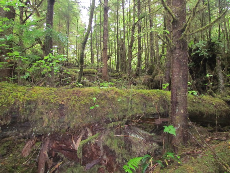 A Mythical Mossy Rainforest of Tow Hill