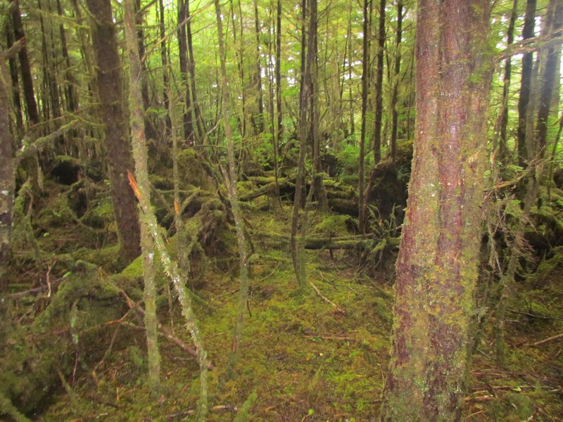 A Mythical Mossy Rainforest of Tow Hill