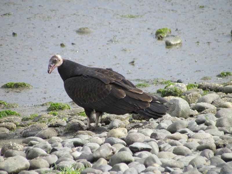 Vulture on the Beach