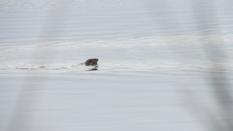 A Seal At Jordan River