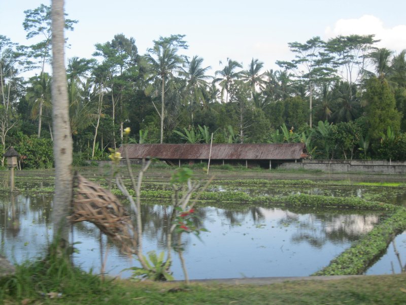 Rice Field Reflection