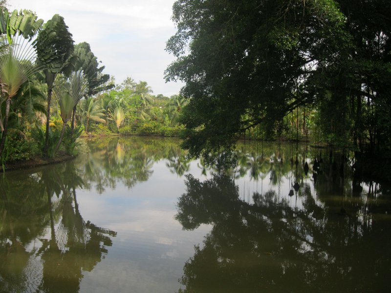 Sepilok River 