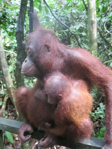 mom and baby Orangutan