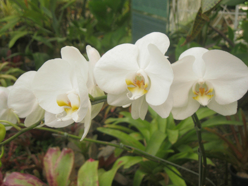 Jardim Botanico orchid