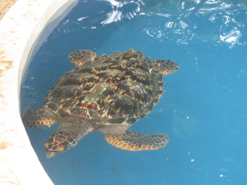 Sea turtle at TAMAR