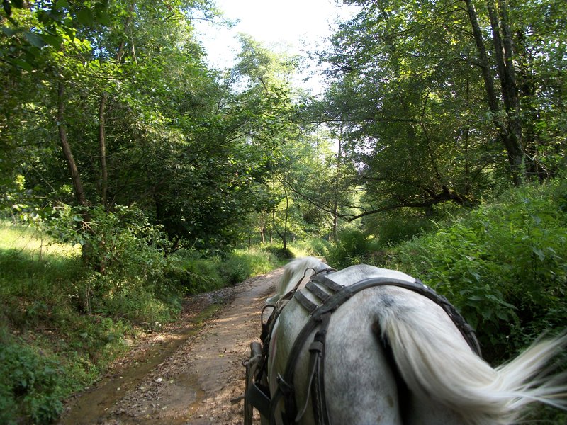 view from the horse cart