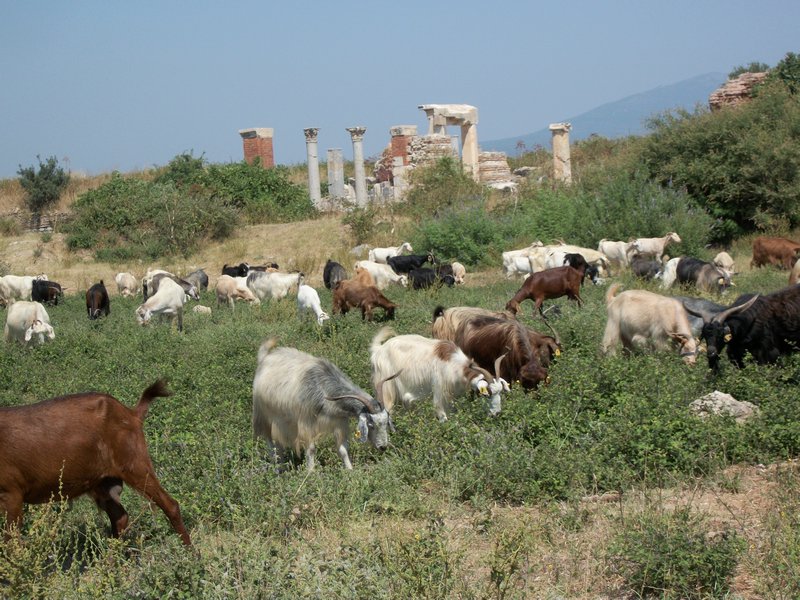 herd of goats at Ephesus