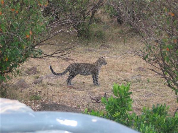 Rare Leopard Sighting