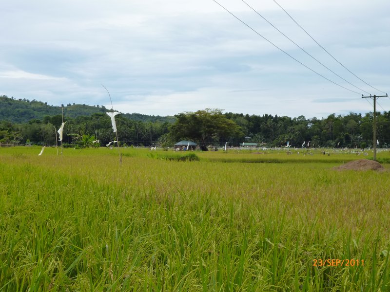 Beautiful green rice paddies