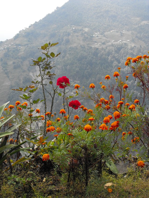 Flowers of Annapurna