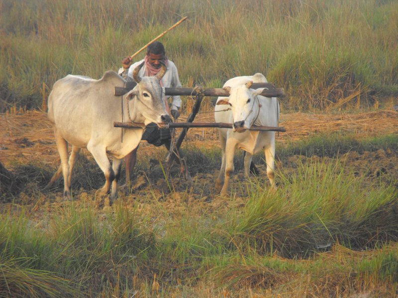 Nepal Farmer