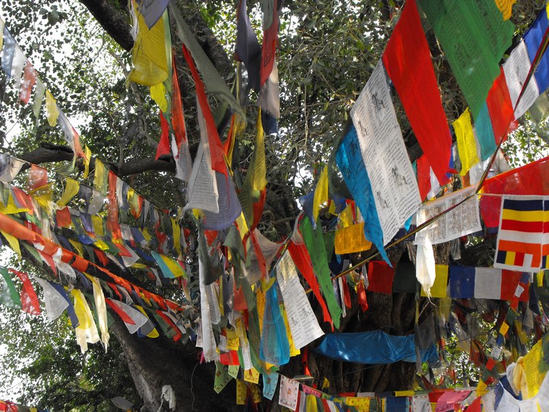 The tree at Buddha's Birthplace