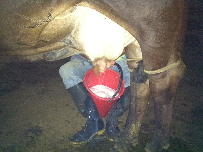 Horatio milking the cows