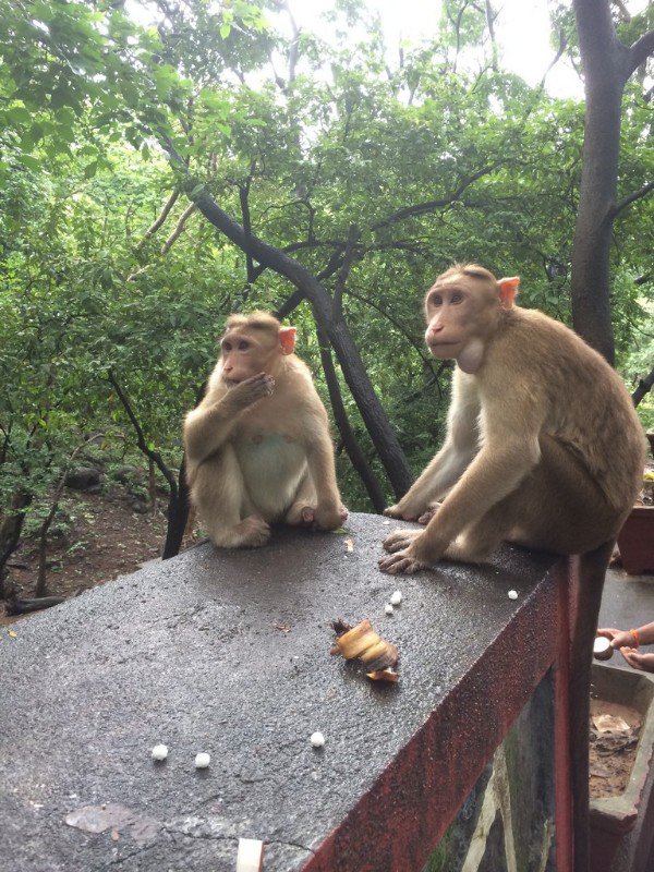 Monkeys around the temple
