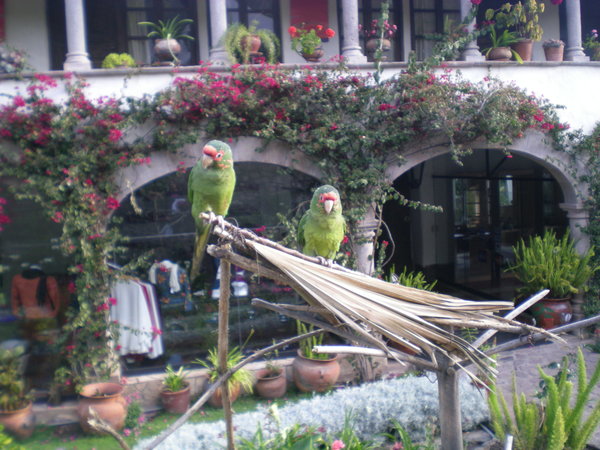 Parrots 2