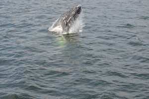 galapagos whale wim 001