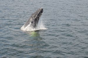 galapagos whale wim 002