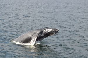 galapagos whale wim 007