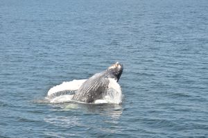 galapagos whale wim 016