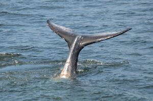 galapagos whale wim 023