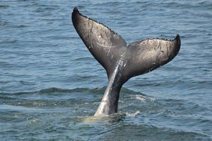 galapagos whale wim 026
