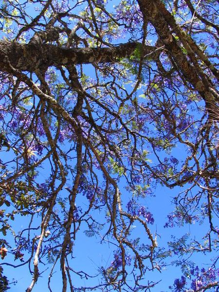 gorgeous jacaranda tree in bloom