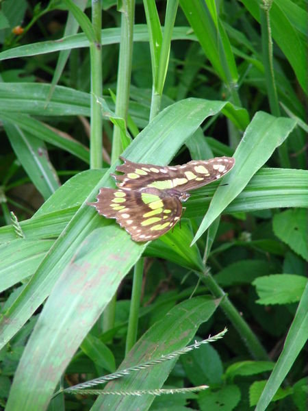 mariposa near Balgue, Project Bonafide