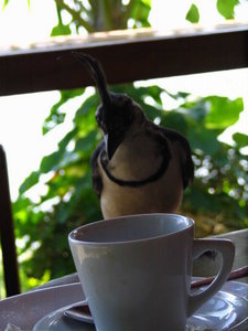 would you like some fauna with that coffee?