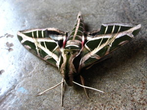 Crazy big moth