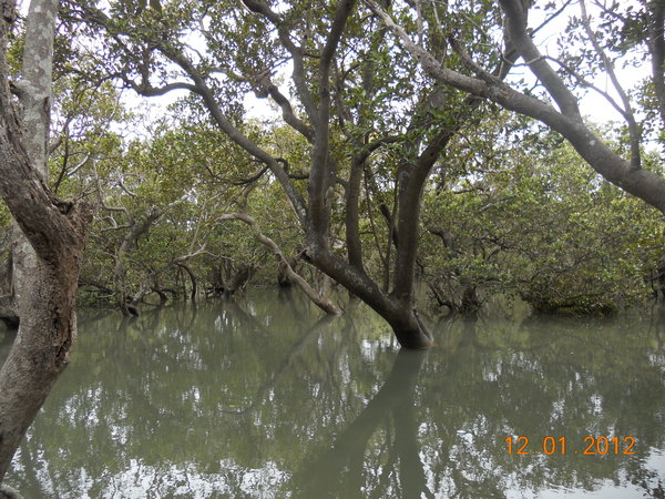 The fabulous mangroves