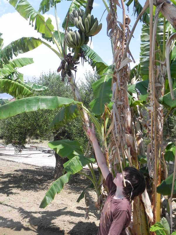 Organic banana trees