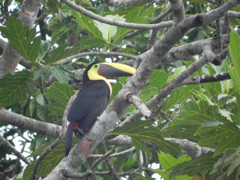 Chestnut manibled toucan