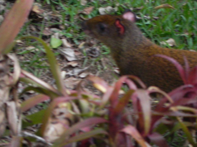 Agouti - snack of the cloud forest
