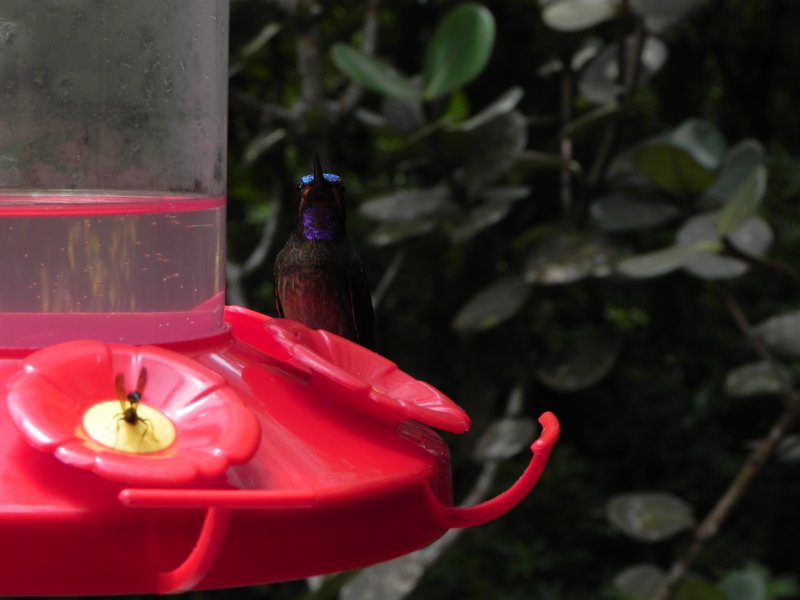 Purlpe-throated mountain-gem hummingbird