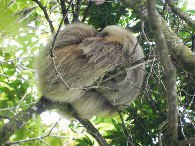 Sloth by nature