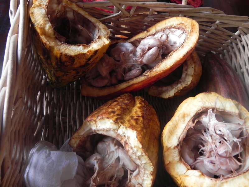 Newly split cacao pods look like monkey brains before they became chocolate