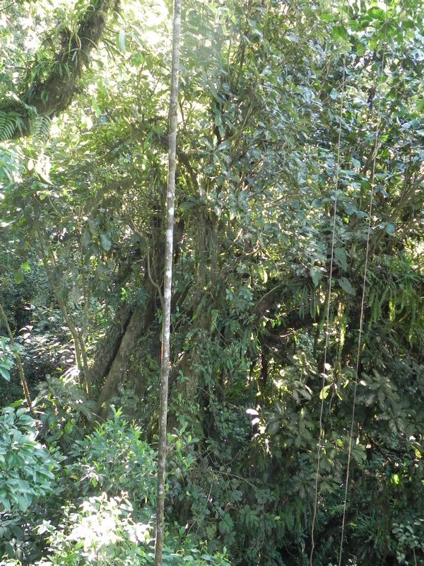 Tarzan vines (well, epiphytes)