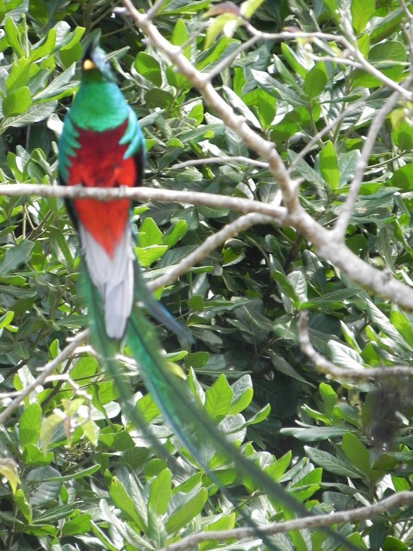 Male quetzal near nest - WOW