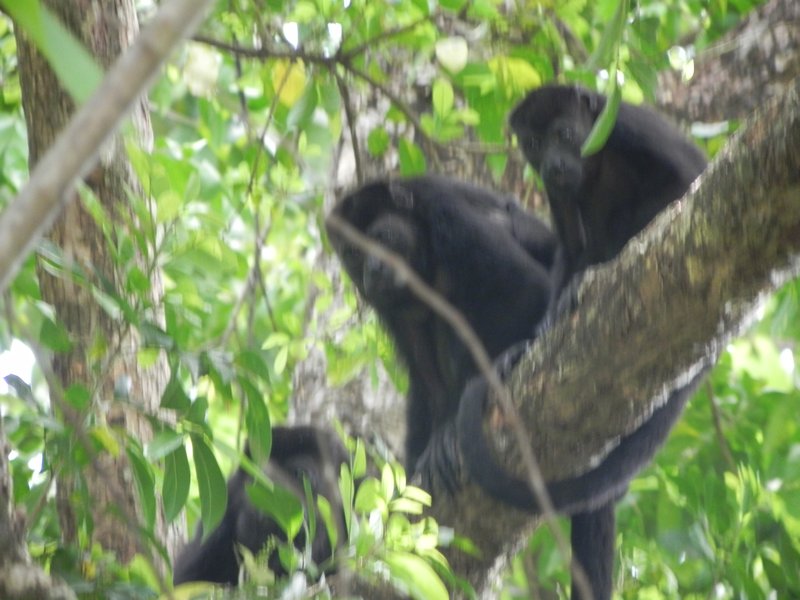 Howler monkeys from our balcony