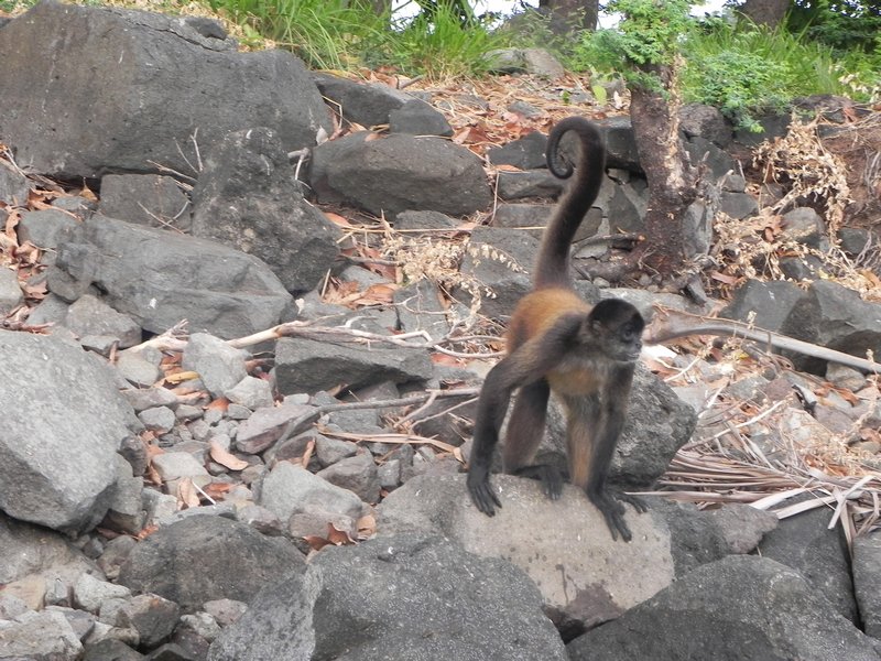 Spider monkey in Nicaragua